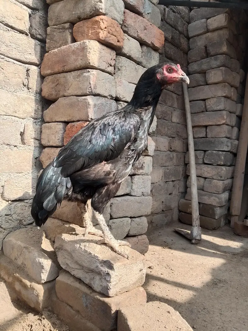 Black Miyanwali Aseel — photo 3