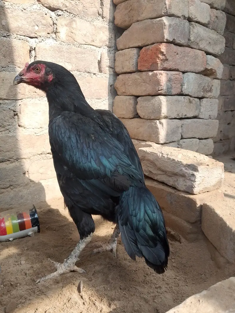 Black Miyanwali Aseel — photo 4