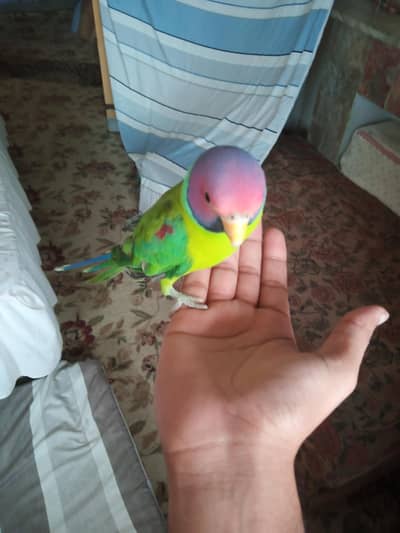 plum head hand tame
