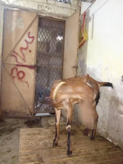 nagri female age 5 month