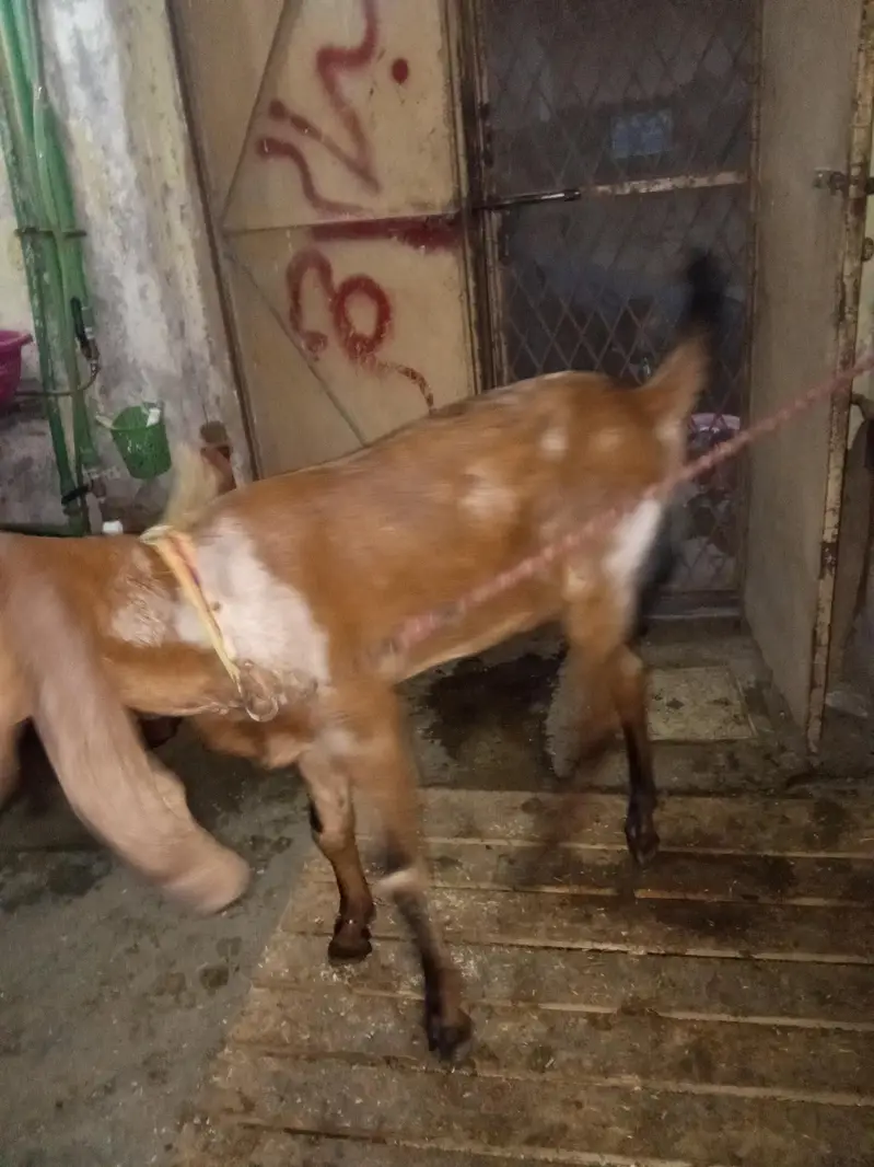nagri female age 5 month — photo 2