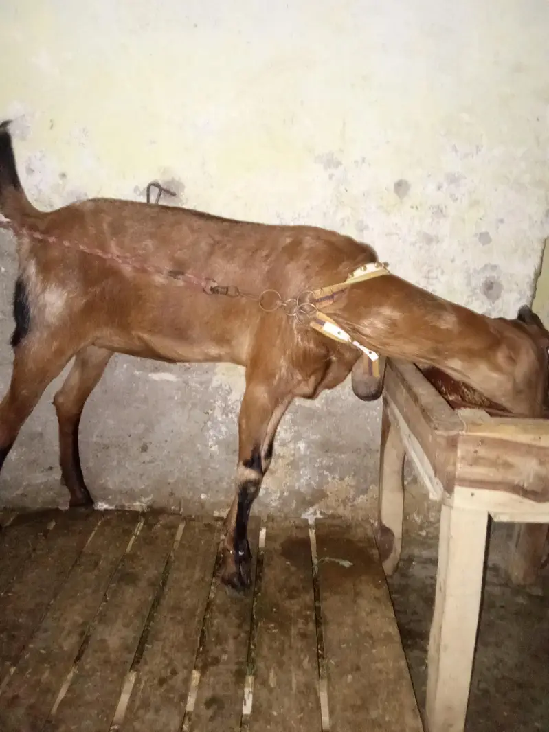 nagri female age 5 month — photo 3