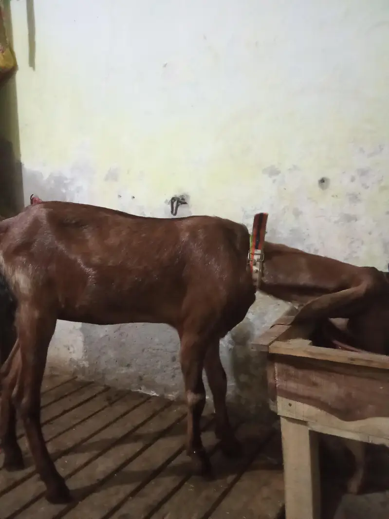 nagri female age 5 month — photo 4