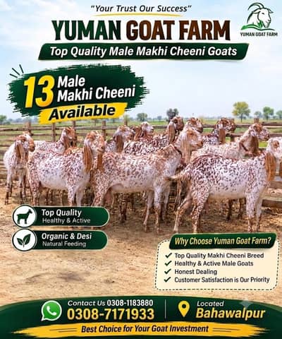 makhi cheena