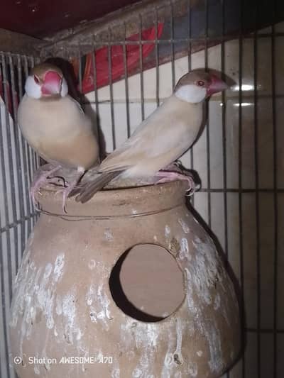 Fawn java breeder pair For sale urgent