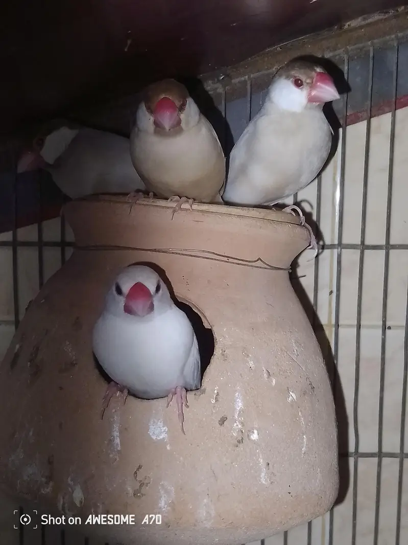 Fawn java breeder pair For sale urgent — photo 2