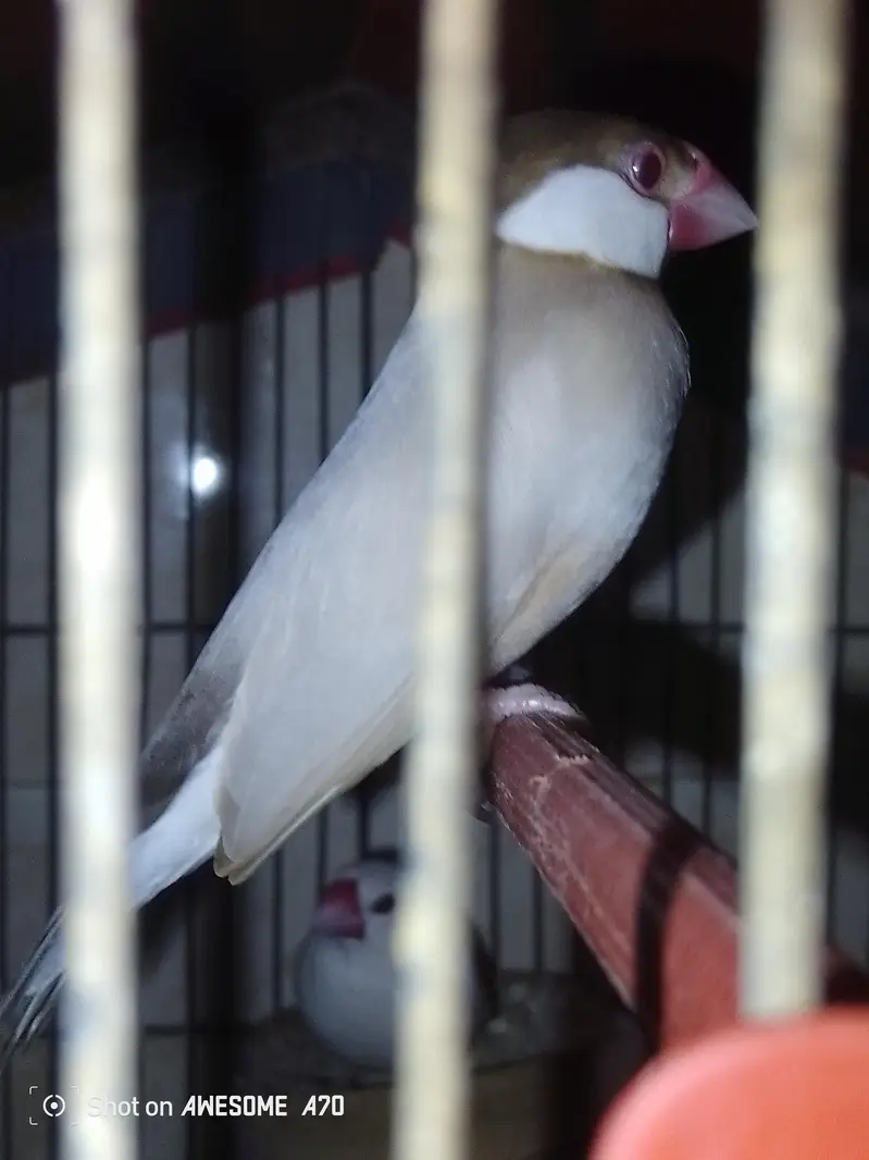 Fawn java breeder pair For sale urgent — photo 3