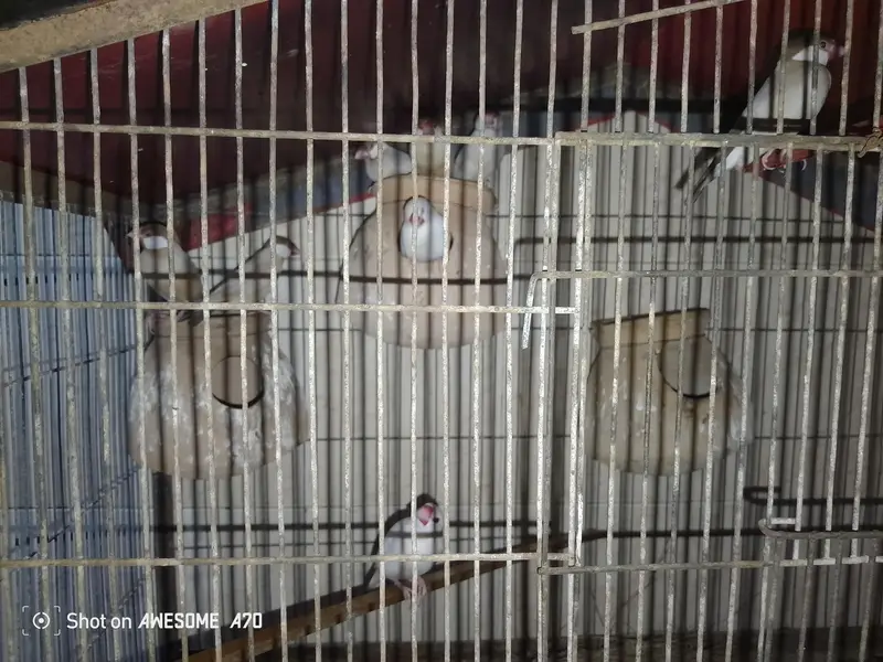 Fawn java breeder pair For sale urgent — photo 4