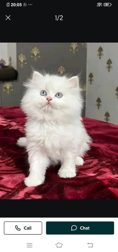 Persian cat for sale male or female my WhatsApp326=30=12=904=