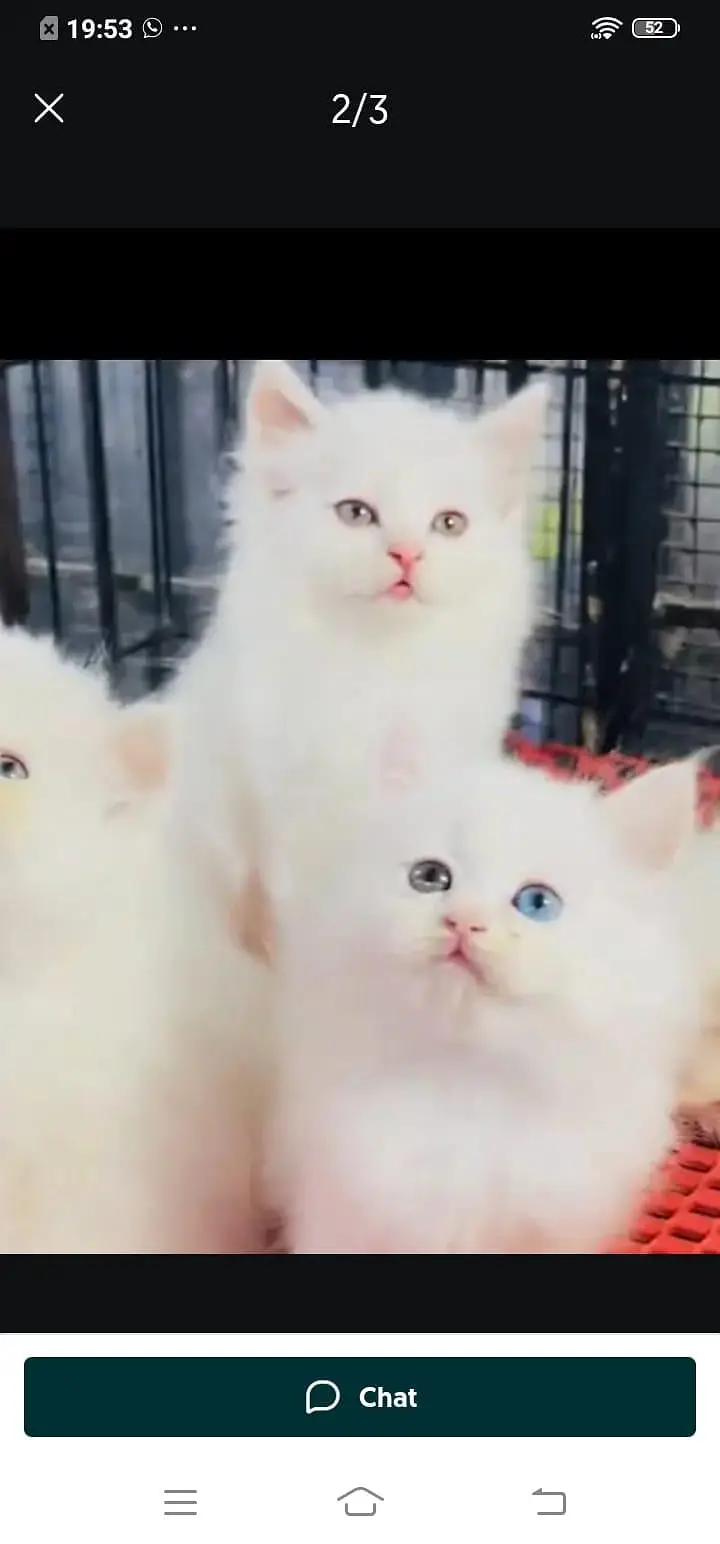 Persian cat for sale male or female my WhatsApp326=30=12=904= — photo 2