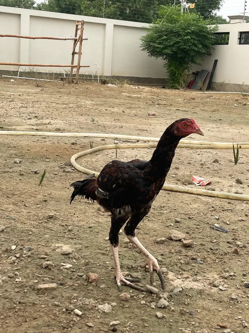 Aseel murgha — photo 2