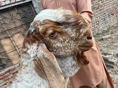 makhi cheene breeder bakra for sale