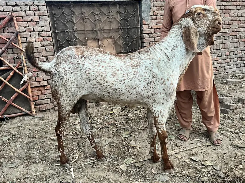 makhi cheene breeder bakra for sale — photo 2