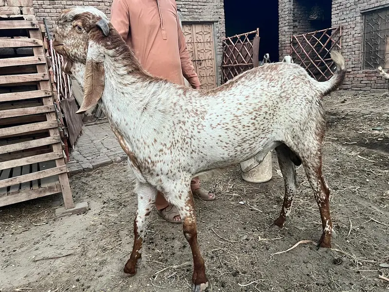 makhi cheene breeder bakra for sale — photo 3