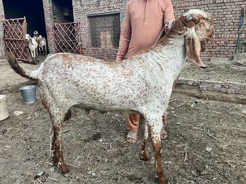 makhi cheene breeder bakra for sale — photo 4