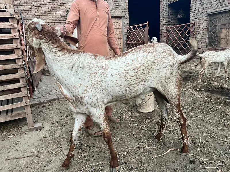 makhi cheene breeder bakra for sale — photo 5