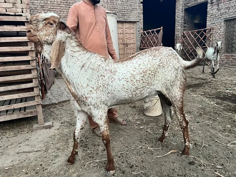 makhi cheene breeder bakra for sale — photo 6