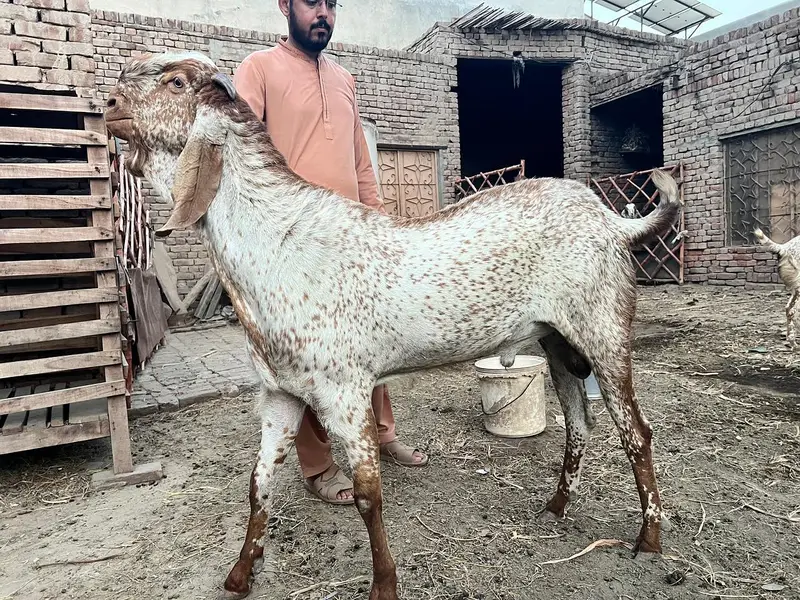 makhi cheene breeder bakra for sale — photo 7