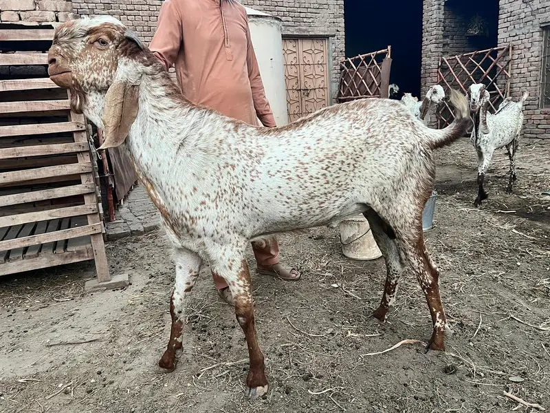 makhi cheene breeder bakra for sale — photo 8