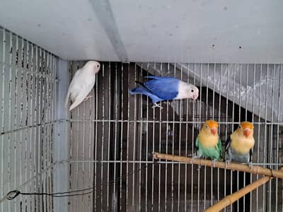 breeder pairs