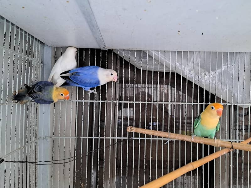 breeder pairs 1
