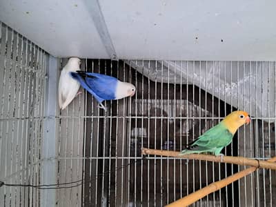 breeder pairs