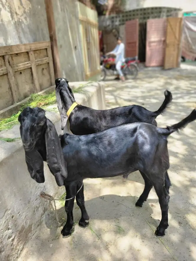 what's app number or phone number 03144958886 — photo 7