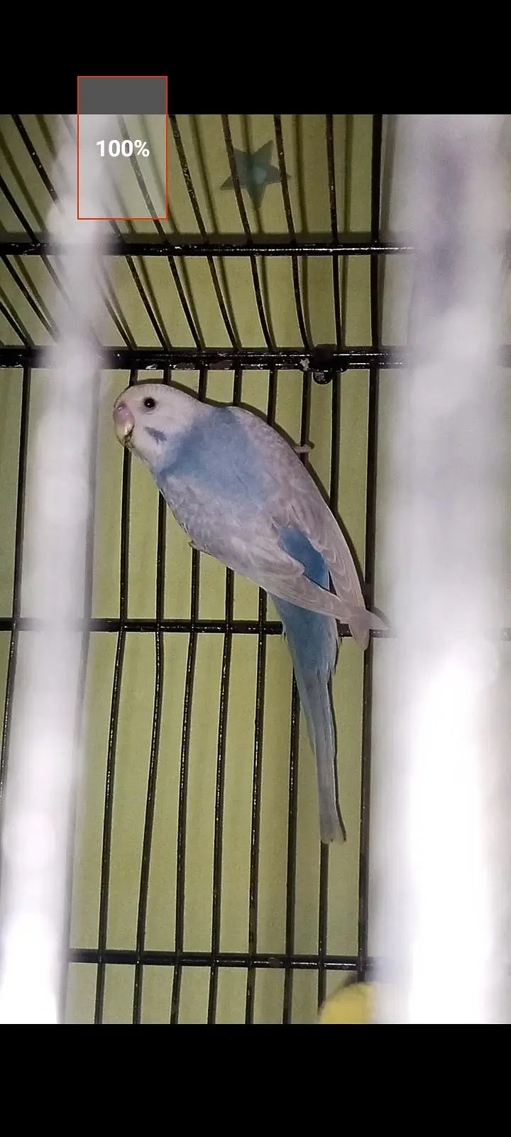 Rainbow  voilet male — photo 2