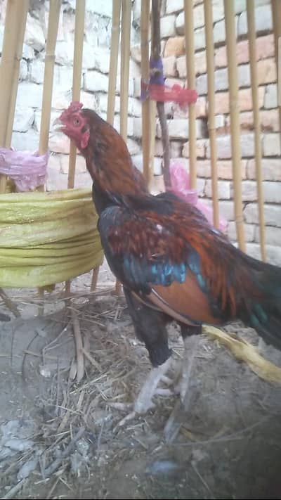 aseel pair for sale