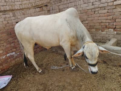 dajjali cross