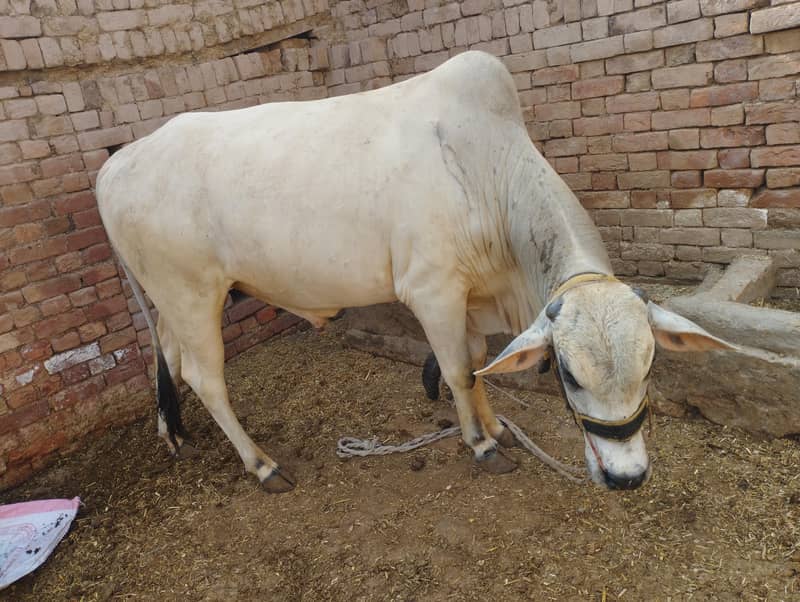 dajjali cross 0
