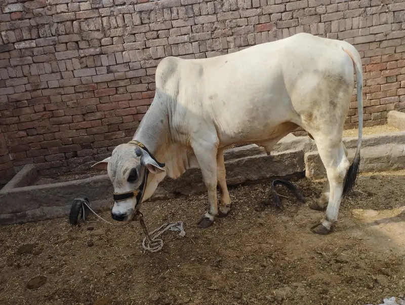 dajjali cross — photo 2