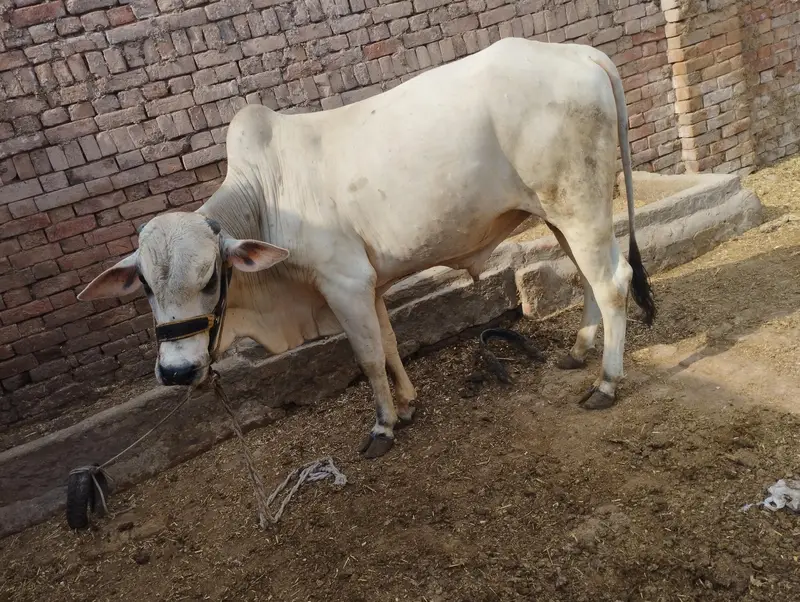 dajjali cross — photo 3