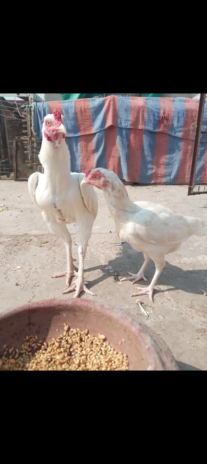 Top Quality Heera Breed Chick — photo 2