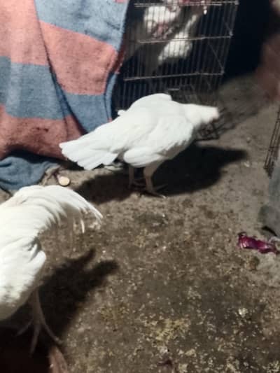 Top Quality Heera Breed Chick