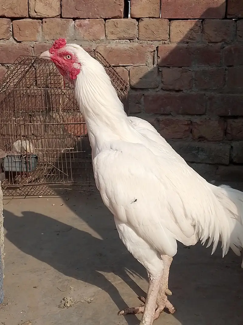Top Quality Heera Breed Chick — photo 4