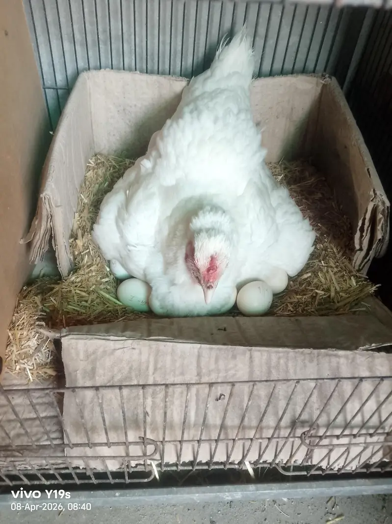 Top Quality Heera Breed Chick — photo 5