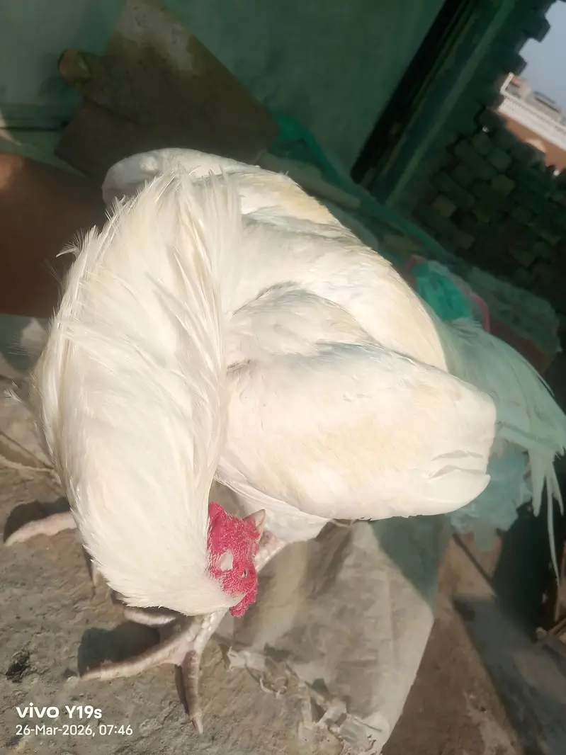 Top Quality Heera Breed Chick — photo 6