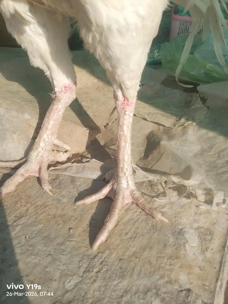 Top Quality Heera Breed Chick — photo 7