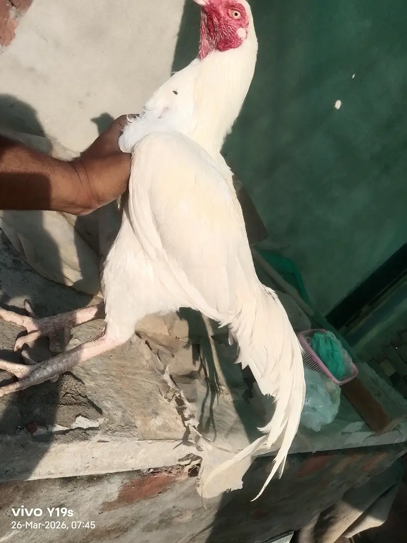 Top Quality Heera Breed Chick — photo 8
