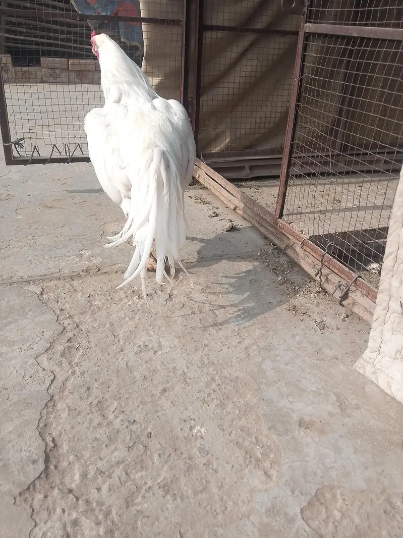 Top Quality Heera Breed Chick — photo 9