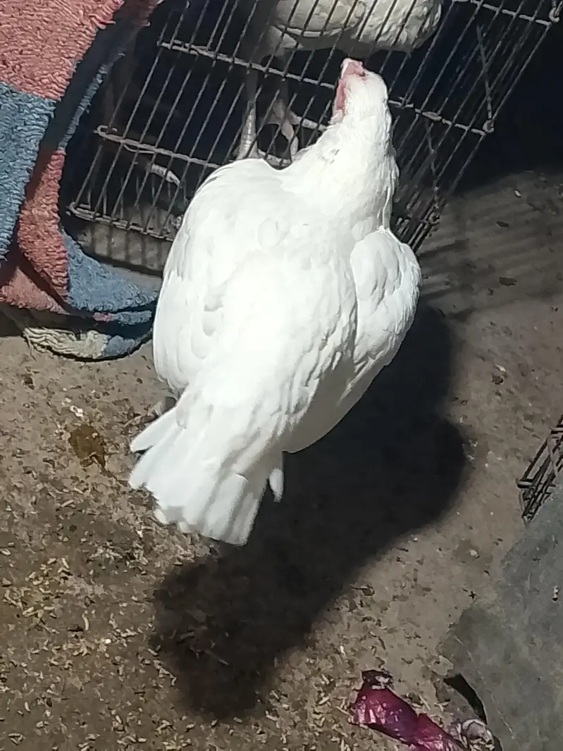 Top Quality Heera Breed Chick — photo 10