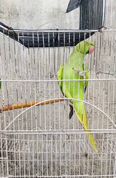 03008014038 female ringneck parrot age 2 years