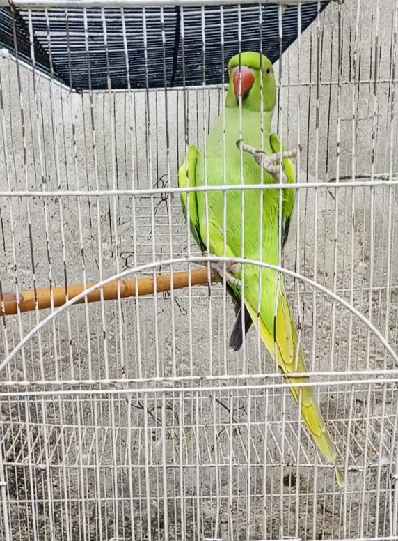 03008014038 female ringneck parrot age 2 years — photo 2