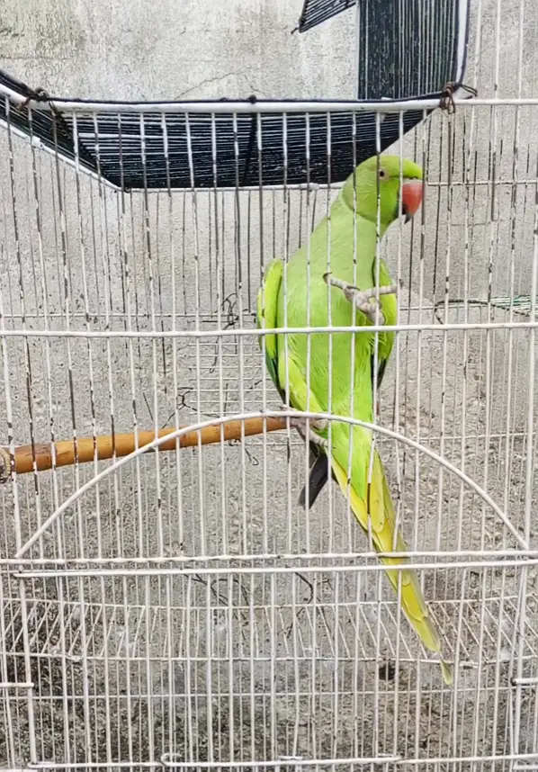 03008014038 female ringneck parrot age 2 years — photo 3