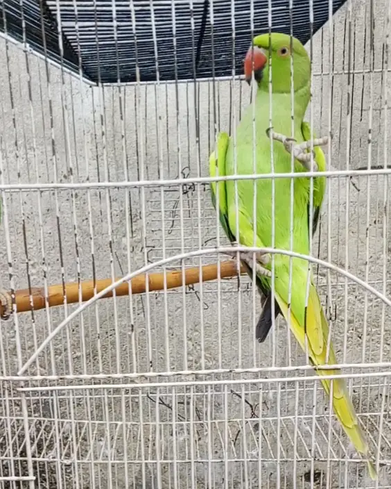 03008014038 female ringneck parrot age 2 years — photo 4