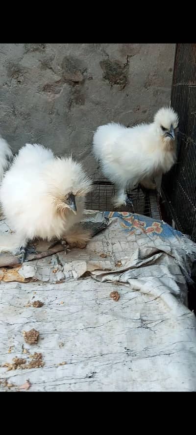 white silky 1+2 healthy and active
