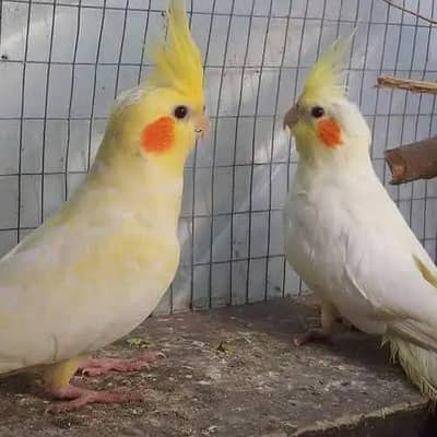 cocktail pair ha female ando py
