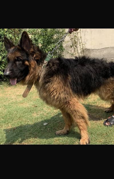 German shepherd