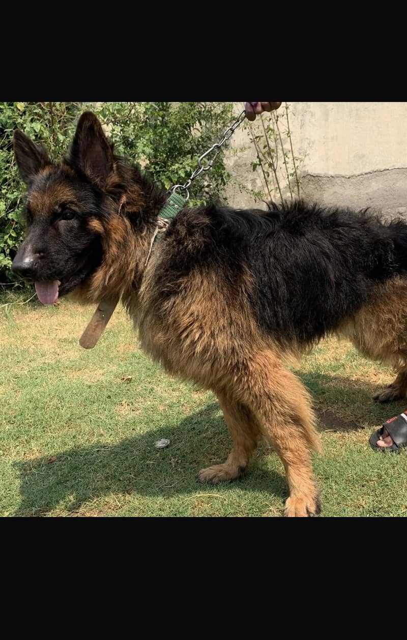 German shepherd 0
